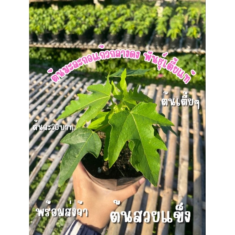 ต้นมะละกอแก้วกลางดงพันธุ์เตี้ย ต้นละ30บาทขั่นต่ำ2ต้น ลูกดกลูกยาว เนื้อกรอบฉ่ำน้ำ ตำส้มตำอร่อย