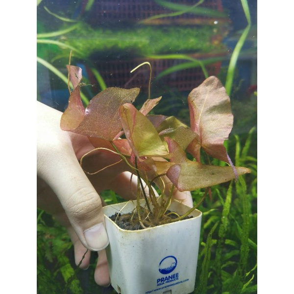 Elegant Lotus(บัวฮอลแลนด์)(ต้นไม้น้ำ)​