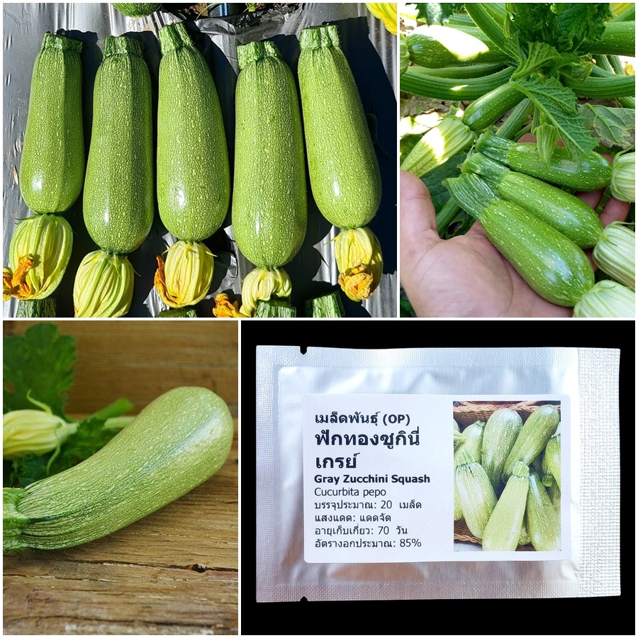 เมล็ดพันธุ์ ฟักทอง ซูกินี เกรย์ Gray Zucchini Squash Seed 20 เมล็ด คุณภาพดี ของแท้ 100%