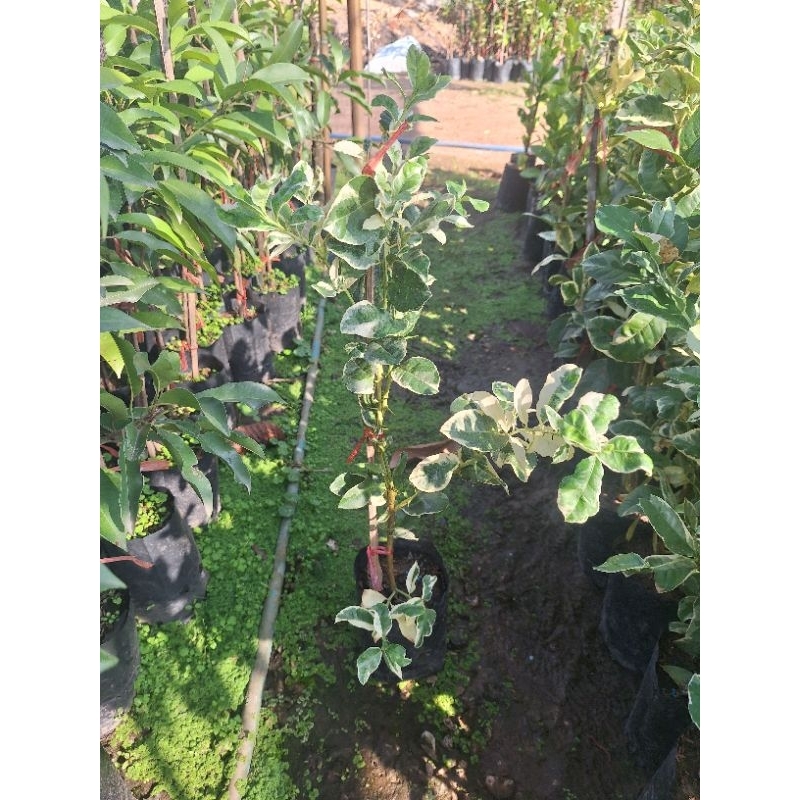 ต้นมะนาวเลมอนด่าง ลูกและใบด่างสวยแปลก ต้นพันธุ์ (เสียบยอด) สูง 60-80 ซม. - รูปที่ 2