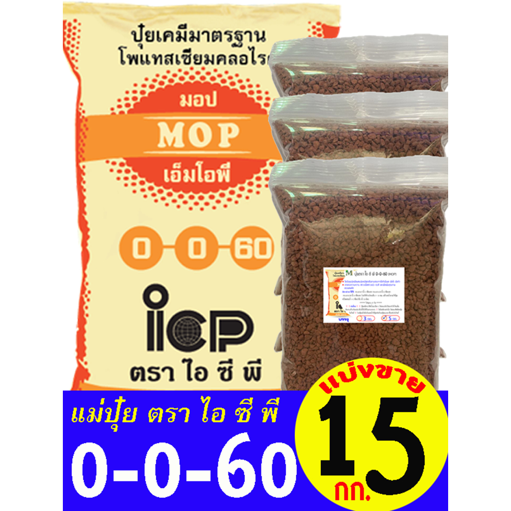 แม่ปุ๋ย สูตร 0-0-60 ตรา ไอ ซี พี แบ่งขาย 15 กิโลกรัม