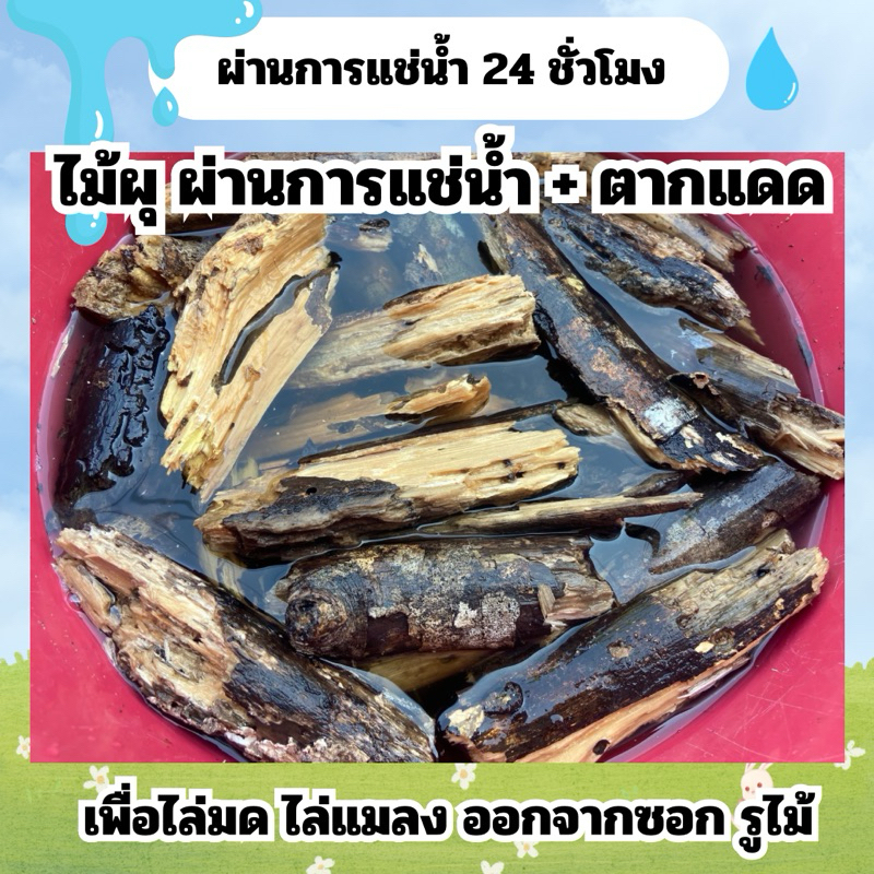 ไม้ผุ ผ่านการแช่น้ำ ไล่มดแมลงออก สำหรับเลี้ยง isopod ไอโซพอด Kaset Ban Gie