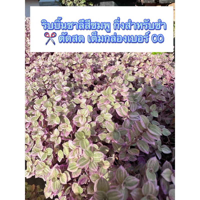 ริบบิ้นชาลีสีชมพู กิ่งชำตัดสดกล่องเบอร์ 00 ตัดเต็มกล่อง