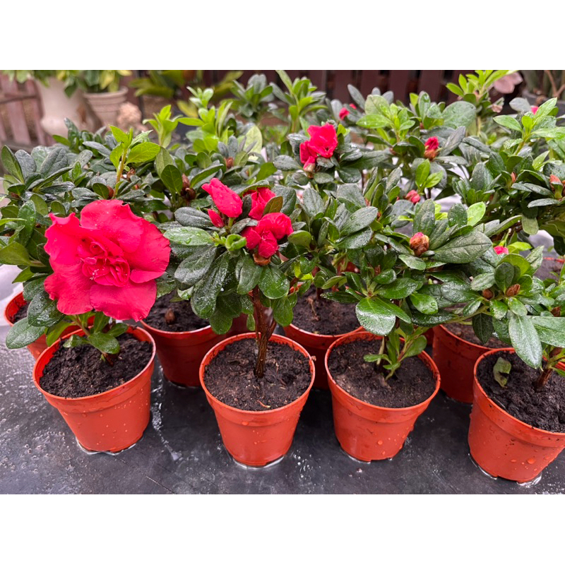 กุหลาบพันปีขนาดมินิมอล เล็กๆกระถาง3นิ้ว - รูปที่ 2