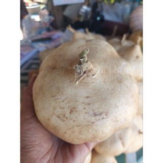 #พร้อมส่ง#มันแกว หวานกรอบ สดจากไร่ มันแกวออแกรนิค #มันแกว#มั…