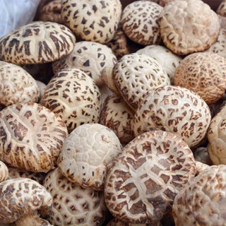 AAAAA6香菇เห็ด เห็ดหอมคุณภาพสูง เห็ดหอมญี่ปุ่น มีคุณค่าทางโภชน…