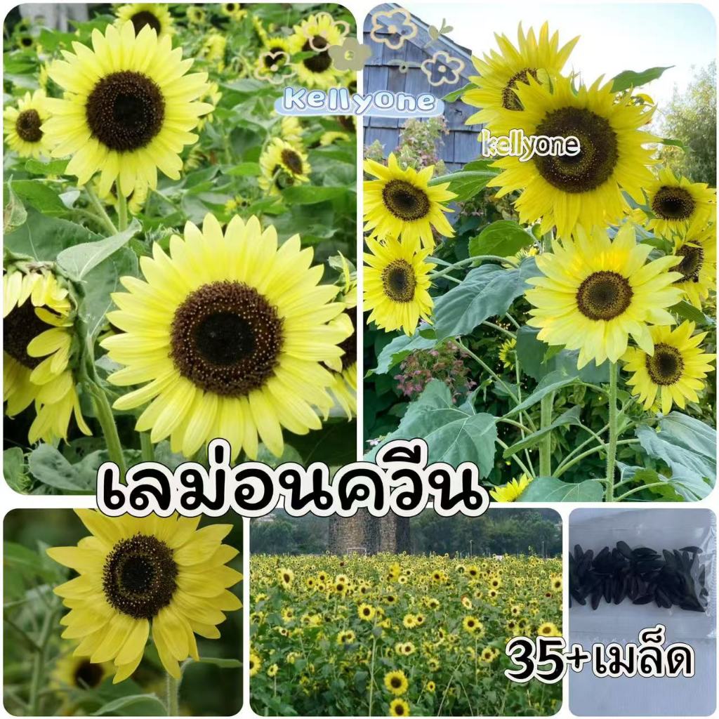 เมล็ดดอกทานตะวันเลม่อนควีน 35 เมล็ด สีสวย งอกดี โตเร็ว