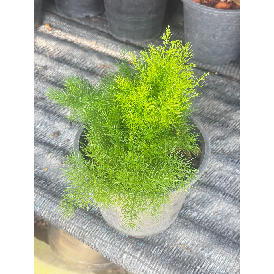 มุมมอง 3