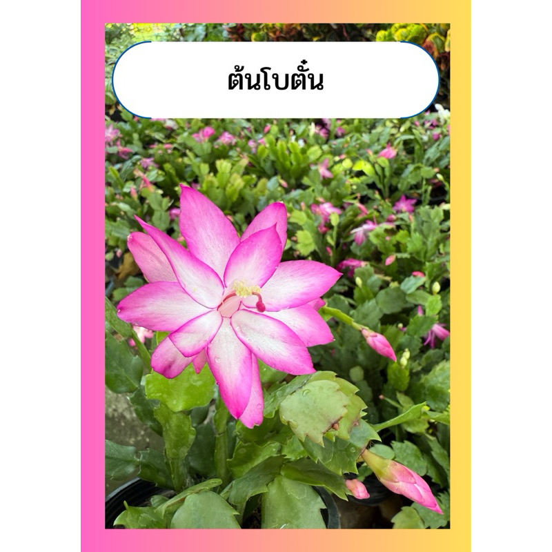 ต้นโบตั๋น โบตั๋นแคระ Christmas cactus มังกรคาบแก้ว ไม้อวบน้ำ ไม้มงคล