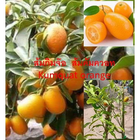 Grafted Kumquat Orange Fruit Tree - 40-100 cm ส้มคัมควอท ส้มกิมจ๊อ