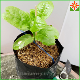 ต้นผักปลังเขียว ต้นผักปรังเขียว ส่งพร้อมถุงเพาะ 5.5นิ้ว. ผัก…