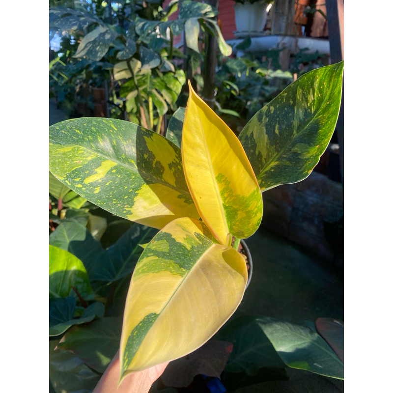 Philodendron Green Congo Variegated ฟิโลเดนดรอน กรีนคองโก ด่างเทพๆ