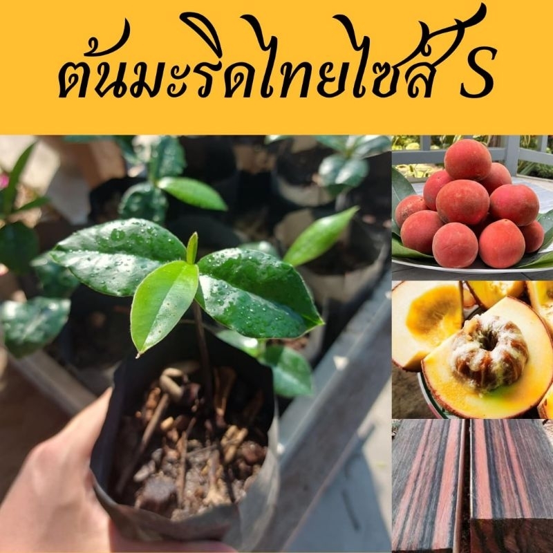 ต้นมะริดไทย (พิเศษ 2ต้น79บาท) ไม้มงคลหายาก  ไม้ป่าผลอร่อย ลายไม้สวย เนื้อไม้ราคาแพง