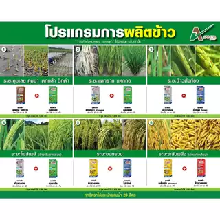ชุดบำรุงนาข้าว ฮอร์โมนข้าว อะมิโนข้าว แตกกอ ตั้งท้อง รับรวง ลมเบ่ง เมล็ดเต่ง เอเจนต้า คอร์ป (แบบชุดคู่)