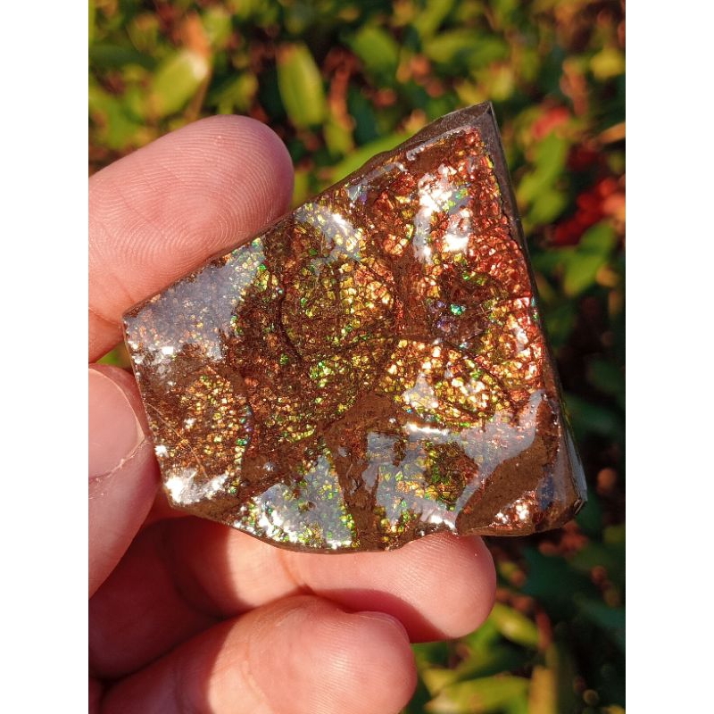 แอมโมไลด์เหลืยบสวยงามมาก (ammolite)