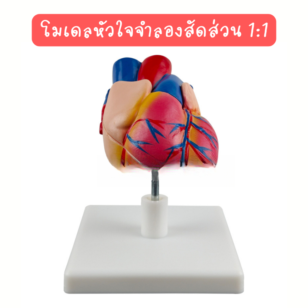 ⚡ส่งไวมาก!⚡โมเดลหัวใจจำลองเพื่อการศึกษา Anatomy Heart Model for learning ถอดประกอบได้ ใช้ได้ทั้งในโรงเรียน โรงพยาบาล