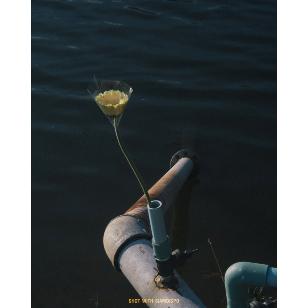 รูปภาพ 7