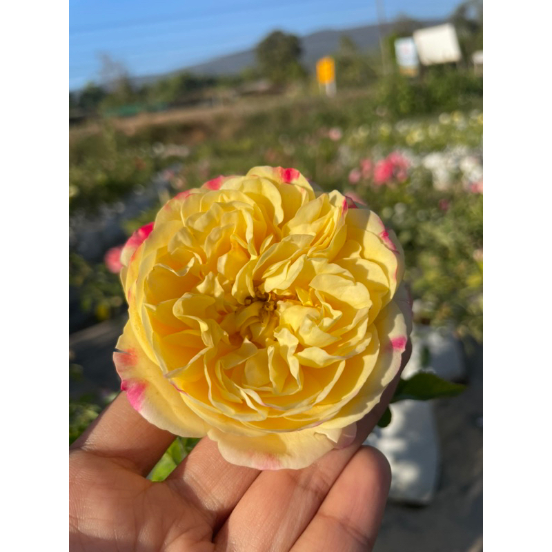 กุหลาบแลมเปี้ยน (Lampion rose) กุหลาบสีเหลืองเหลือบส้ม