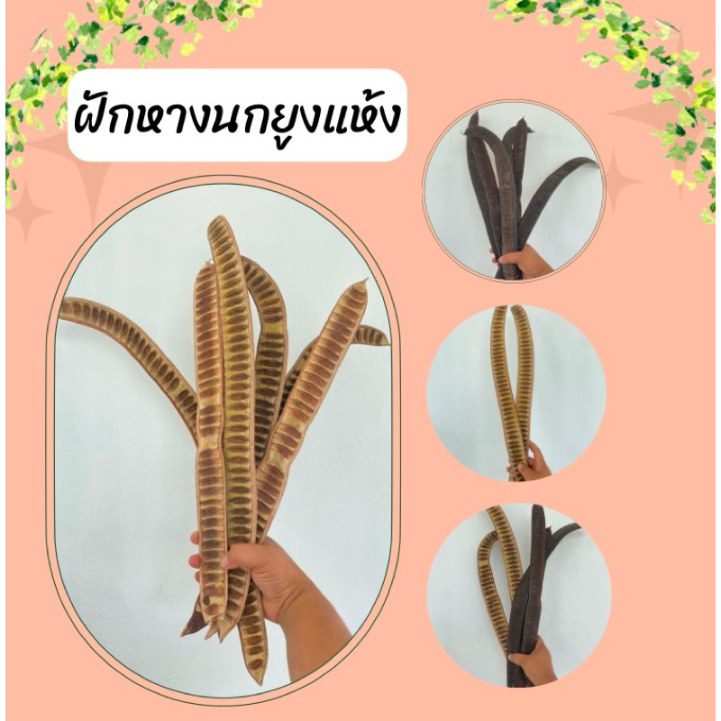 ฝักแห้งหางนกยูง แห้งธรรมชาติ 15 ฝัก