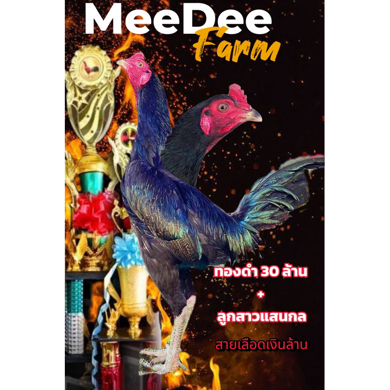 ไข่ไก่ชนพม่า ทองดำ30ล้าน+ลูกสาวแสนกล70 ล้าน สายเลือดส.มีสุวรรณ 100%