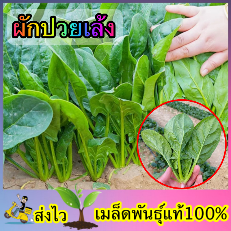 เมล็ดพันธ์ุ ผักปวยเล้งญี่ปุ่น ซองละ 50 เมล็ด/ซอง
