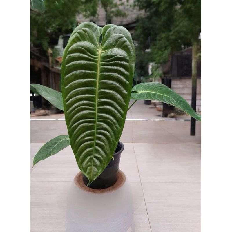 Anthurium Veitchii (King) หน้าวัวคิง ใบยาวสุด 34-36cm