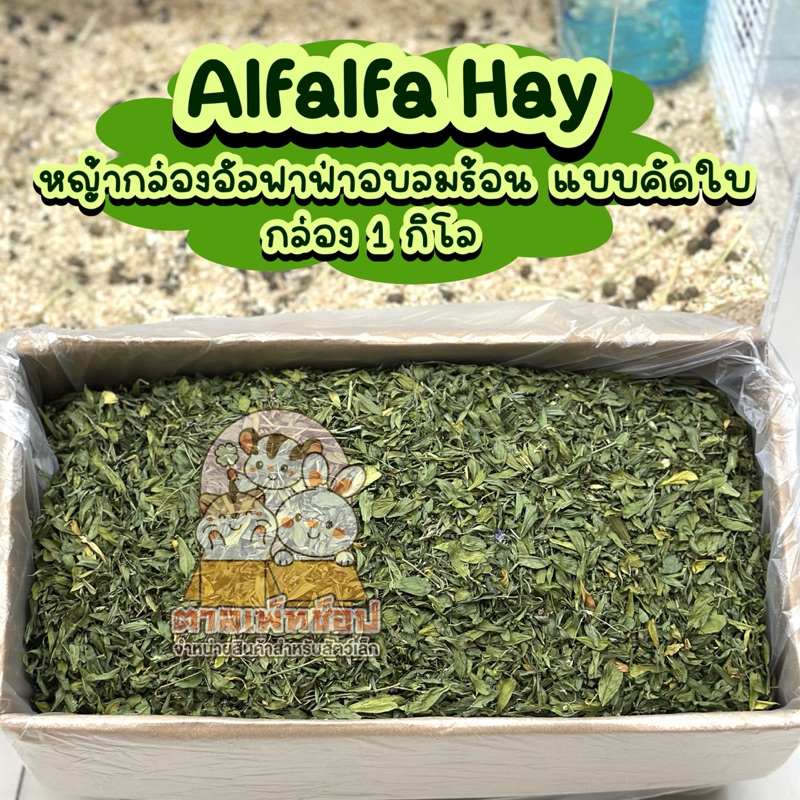 พร้อมส่ง💕 Alfalfa Hay หญ้าอัลฟาฟ่า อบลมร้อน อัลฟาฟ่าคัดใบ กระต่าย ชินชิลล่า หนูแกสบี้ กล่อง 1 โล