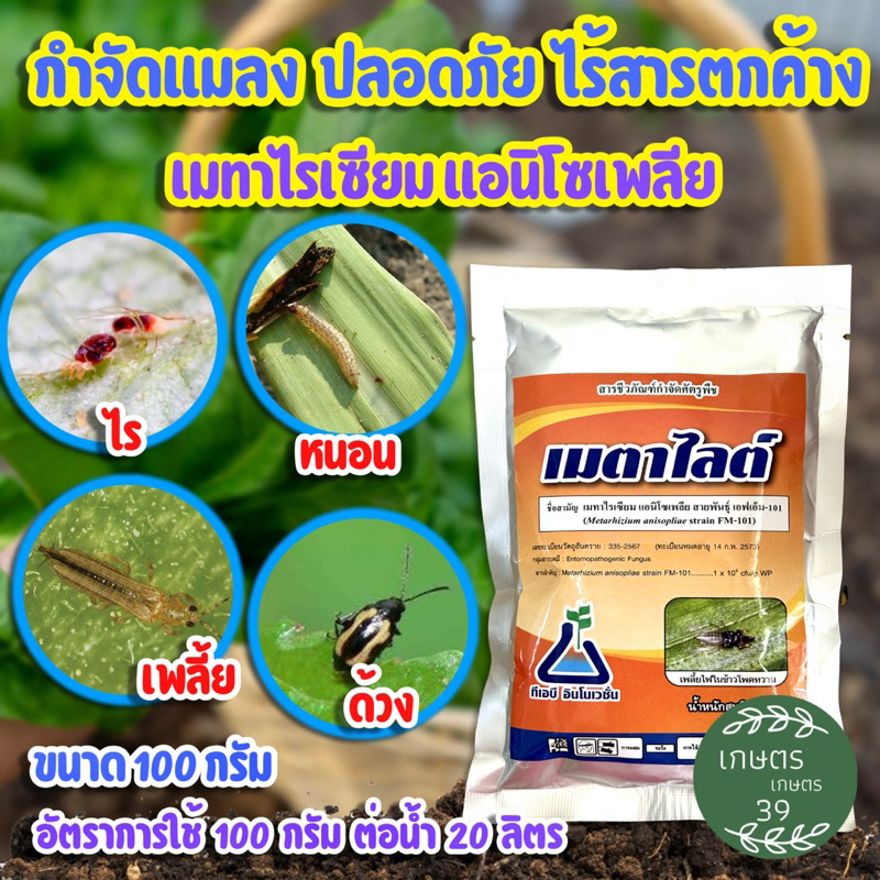 ☘️เมตาไลต์☘️  ชีวภัณฑ์กำจัดแมลง ⭕️เมทาไรเซียม แอนิโซเพลีย สายพันธุ์ เอฟเอ็ม-101 ⭕️