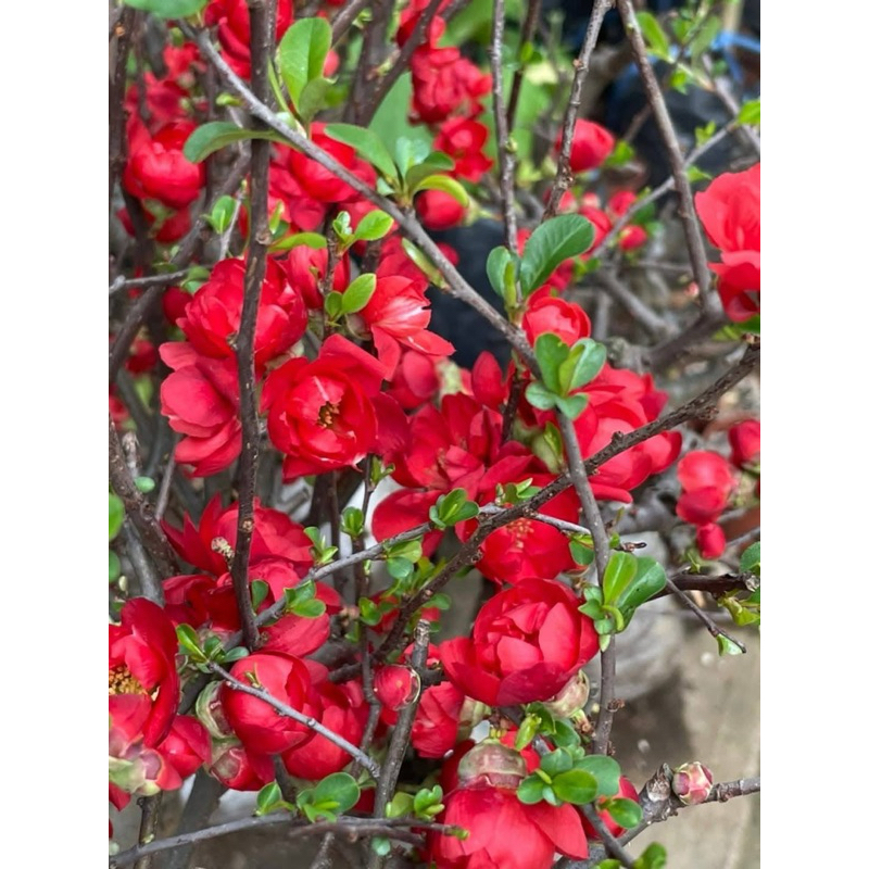 ต้นควินซ์สีแดง ติดดอก(Chinese Quince) บอนไซด์ เป็นต้นเสียบยอดนะคะอายุประมาณ 5 ปี