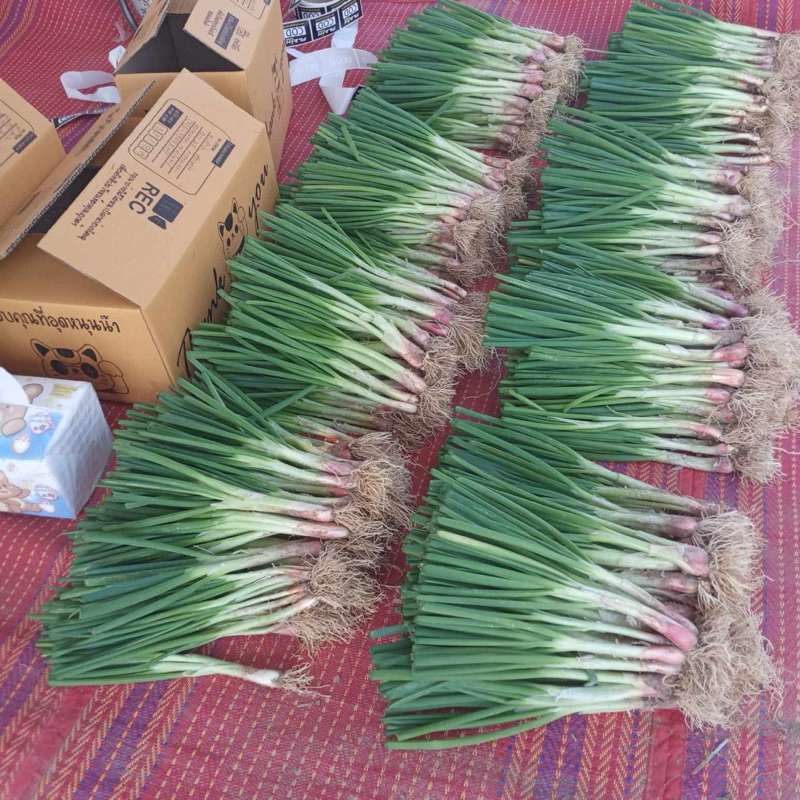 หอมบั่วเลยออแกนิค 100% ครึ่งกิโล