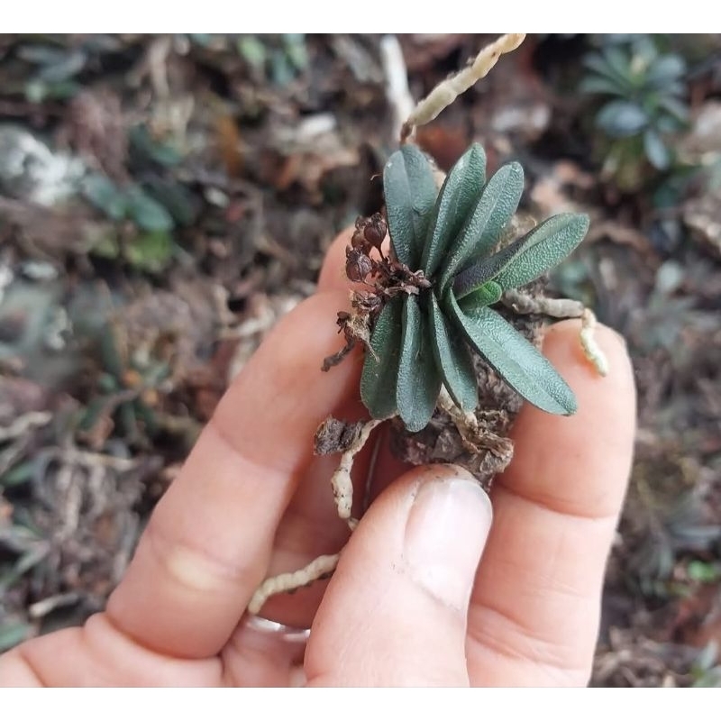 Schoenorchis fragransเอื้องจิ๋วมณีรัตนา3ต้น150 - รูปที่ 2