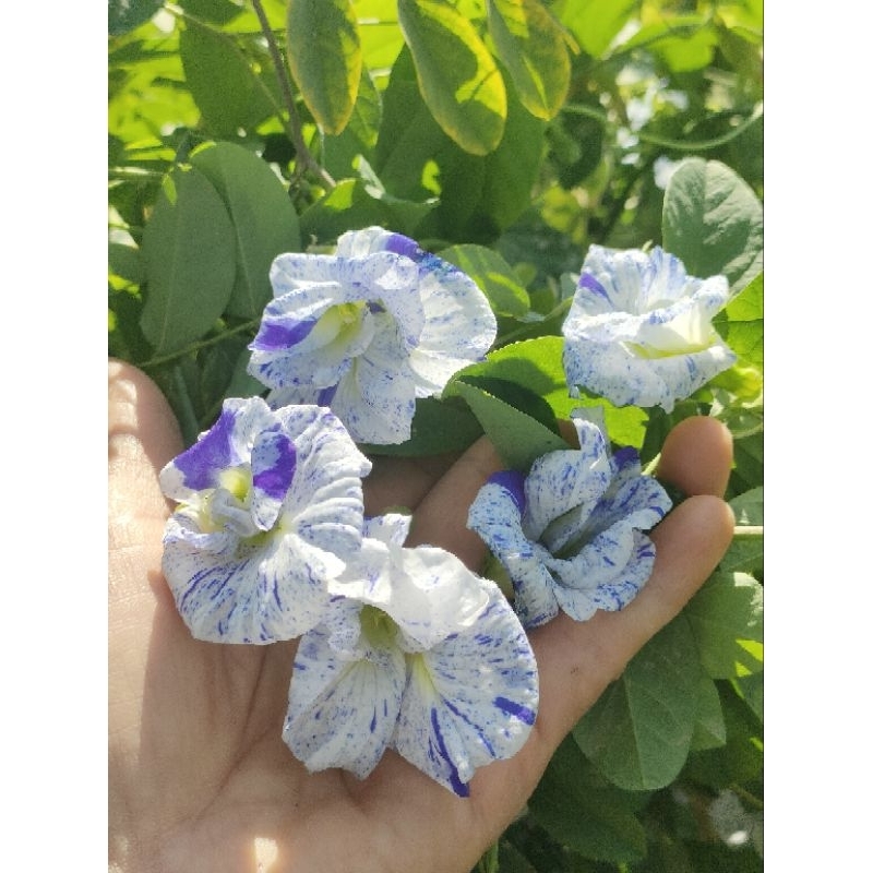 ต้นอัญชันด่างต้นอัญชันติดดอก  สีสเปียร์มิ้นท์ Butterfly pea flowers, Butterfly pea seedlings  蝴蝶豌豆花、蝴蝶豌豆苗