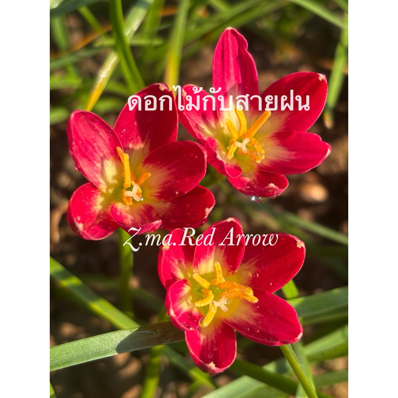 บัวดินZ.ma.Red Arrow ชุดละ 5หัว 50 บ.