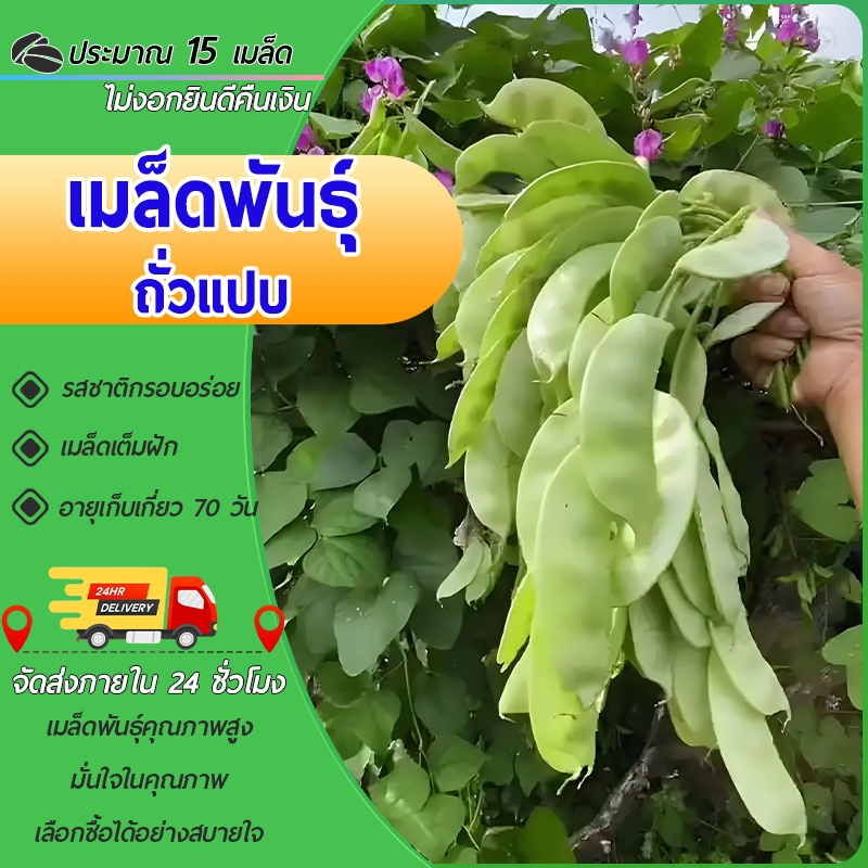 15เมล็ด เมล็ดพันธุ์ถั่วแปบ เมล็ดถั่วแปบ ปลูกง่าย โตไว ผลดกมาก ทานอร่อย ผักสวนครัว พืชผัก