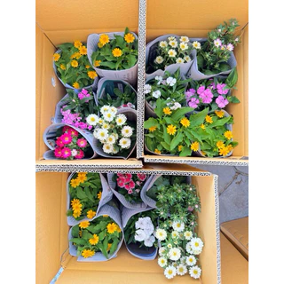 มัดรวมดอกไม้กินได้ แบบถุง หลากหลายชนิด💐💐