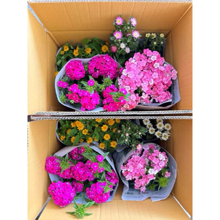 มัดรวมดอกไม้กินได้ แบบถุง หลากหลายชนิด💐💐