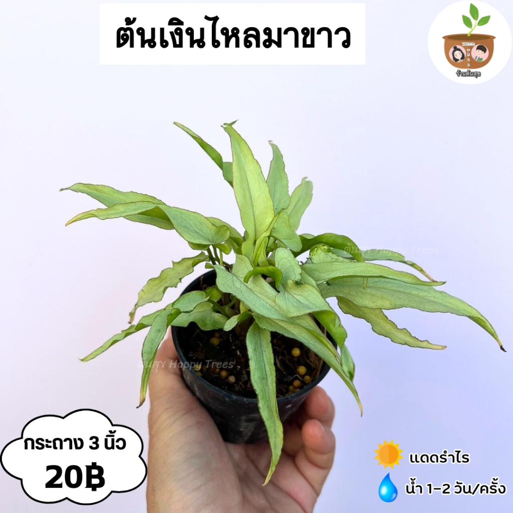 ต้นเงินไหลมาขาว จัดส่ง 2 ต้นขึ้นไป คละแบบได้
