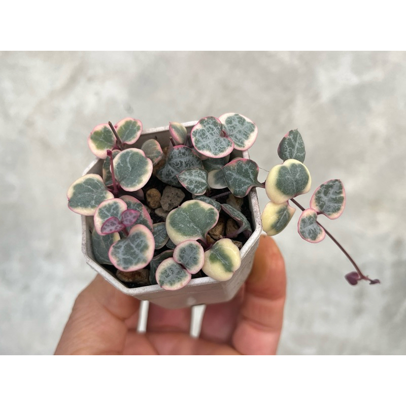 ต้นสายป่านในดวงใจด่าง ไม้อวบนำ้ Ceropegia linearis ssp. Woodii (variegated) กระถาง 2 นิ้ว