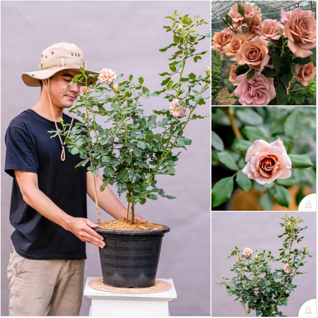 รูปภาพ 6