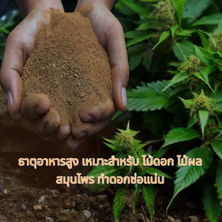 มูลค้างคาว gouno 100% มูลค้างคาวกินแมลง ฟื้นฟูราก แตกยอดใหม่ ดอกแตกติดดี ผลดก