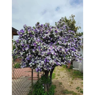ต้น พุดสามสีแฟนตาซี🌸 ดอกดก หอมกว่าพันธ์ุธรรมดาขนาด 40-50เซนแข็งแรง