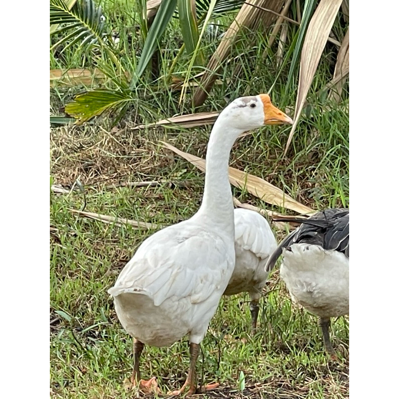 ไข่ห่าน ให้โปรตีนสูง