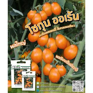 tns เมล็ด มะเขือเทศ ราชินี เลดี้ออเร้น ,แพรเหลือง,โชกุน ออเร้น (ประมาณ 25 เมล็ด)
