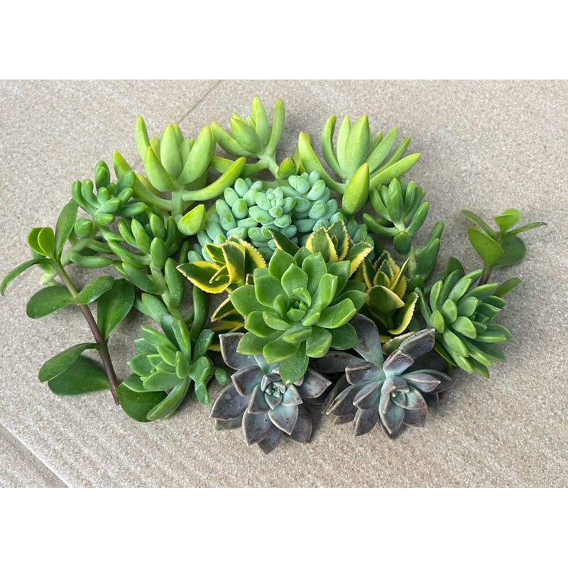 Succulent mix กุหลาบหินไม้ตัดสดรวม 5-8 ชนิด (กิ่งตัดสด) ชุดละ 20 -23 ยอด