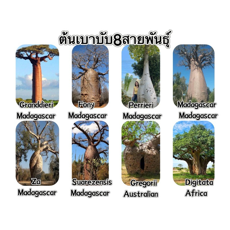 เมล็ดพันธุ์ต้นเบาบับ8สายพันธุ์ 8 species of Adansonia baobab seeds 1ชุด20เมล็ด50บาท สายพันธุ์อื่น5เมล็ดต่อ1ชุด