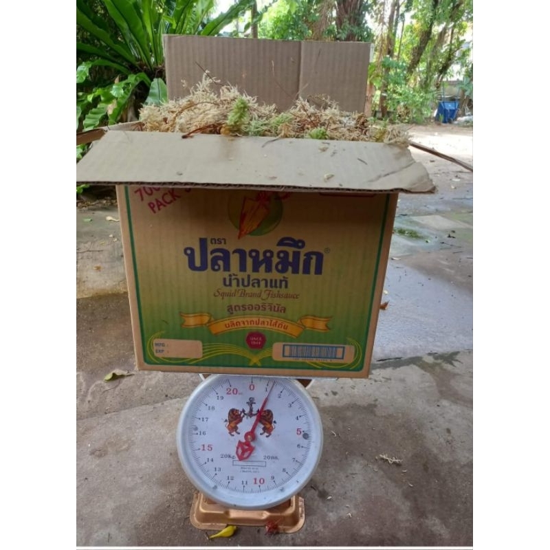 มอสสด #สเฟกนั่มมอสสด มอสน้ำ มอสขาว  sphagnummoss สะอาด จากธรรมชาตื #มอส 1กก.280