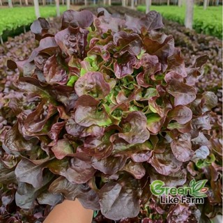 เรดโอ๊ค Lucia ลูเซีย เมล็ดเปลือย บรรจุซอง 100 เมล็ด