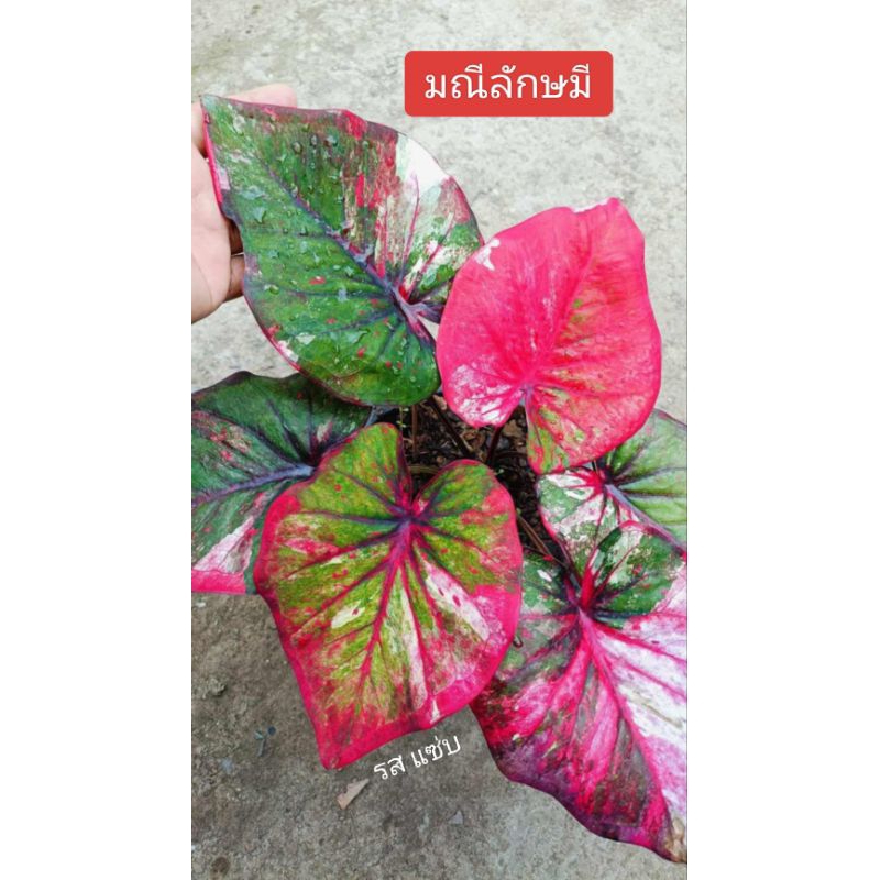 ต้นบอนสี มณีลักษมี เป็นบอนด่างสวยงาม โตมากัดสีชมพูพร่าขาว