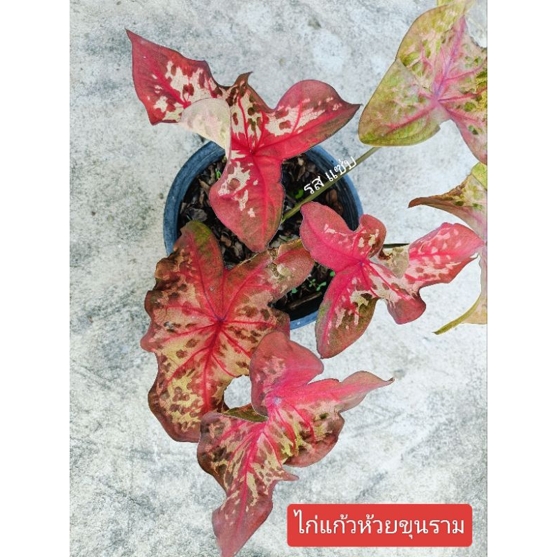 ต้นบอนสี ไก่แก้วห้วยขุนราม  เป็นบอนสีที่อยู่ในตระกูลไก่ ลักษณะใบจะห่อตัว และมีเม็ดสี สีออกชมพูบานเย็นสวยงามมาก