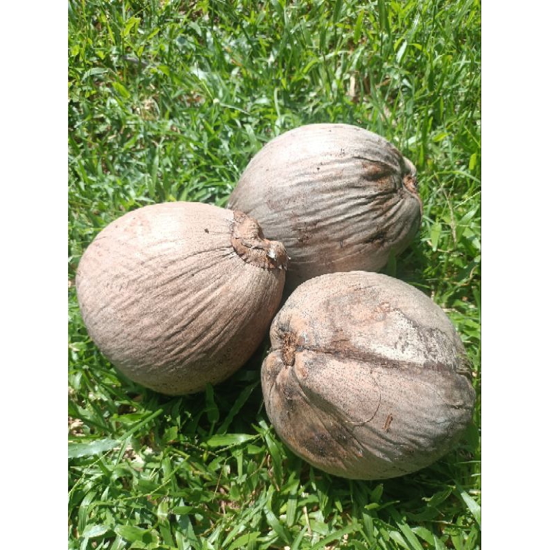 3 pcs. Fresh coconuts for making coconut milk, High-quality mature coconut, old coconut.